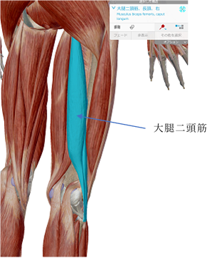 健友館 ふるかわ整体療術院 大腿二頭筋の硬結